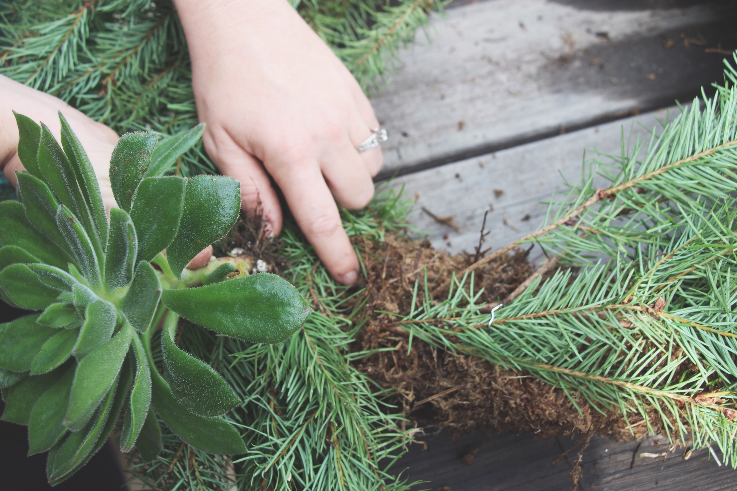 DIY Living Christmas Wreath with Succulents via Needles + Leaves